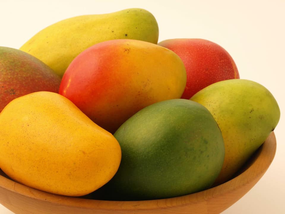 Los primeros mangos de Cuba se sembraron en La Habana. Los cubanos