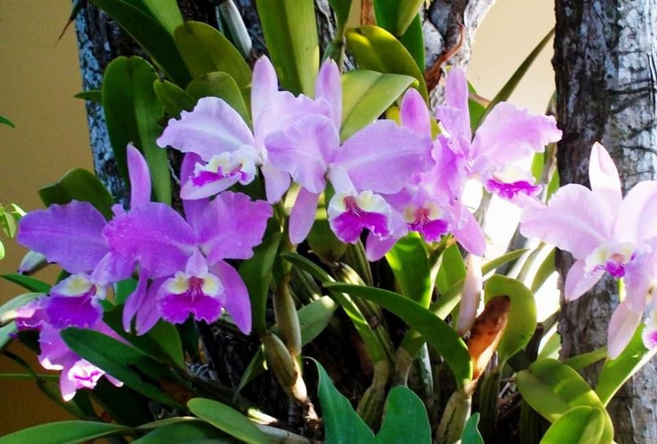 En Cuba se registran 130 variedades de orquídeas endémicas del país
