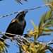 La imagen puede contener: pájaro, cielo, planta, exterior y naturaleza